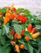 Capcicum annuum - ornamental peppers
